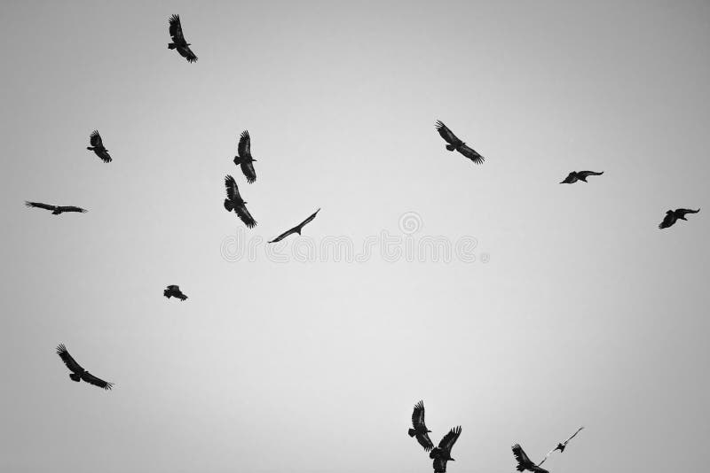 Silhouette of f lock of vultures flying above hill in black and white, spooky