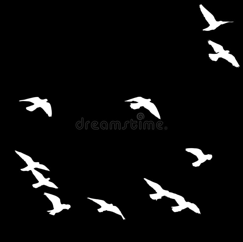 Silhouette of a flock of birds on a black background stock photos