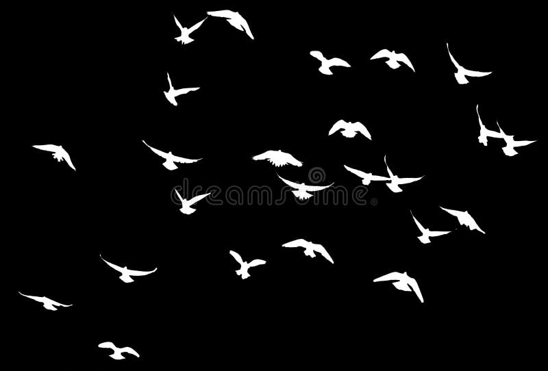 Silhouette of a flock of birds on a black background stock images