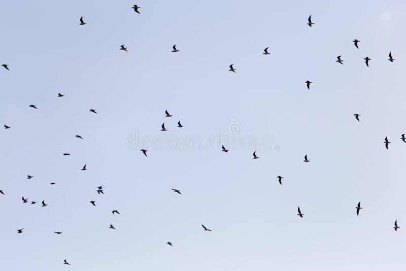 Silhouette of a flock of birds in the blue sky royalty free stock photos