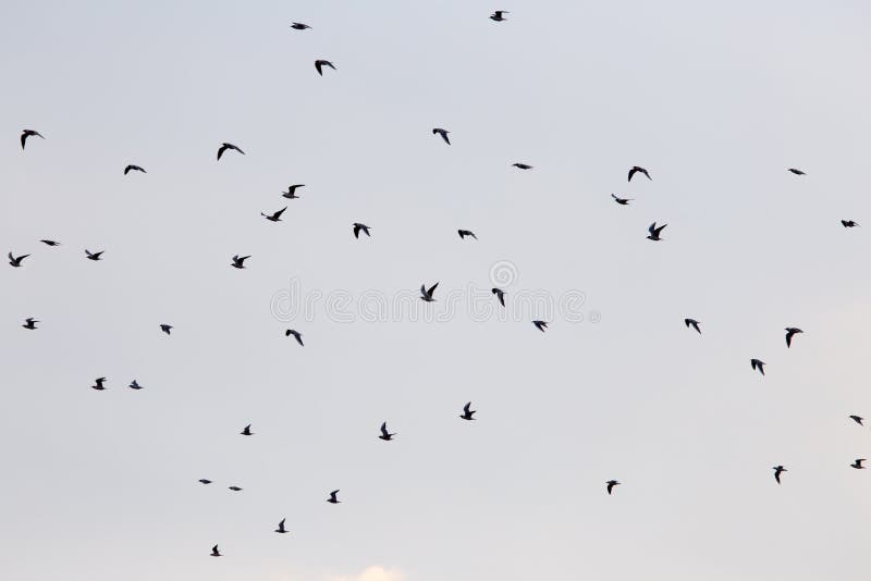 Silhouette of a flock of birds in the blue sky stock photo