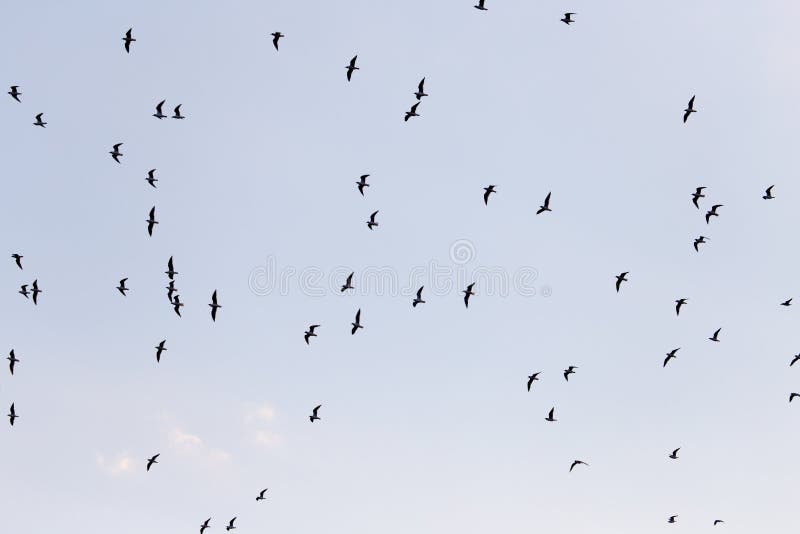 Silhouette of a flock of birds in the blue sky royalty free stock image