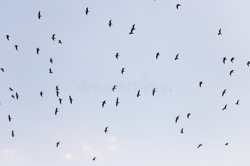 Silhouette of a flock of birds in the blue sky stock photo