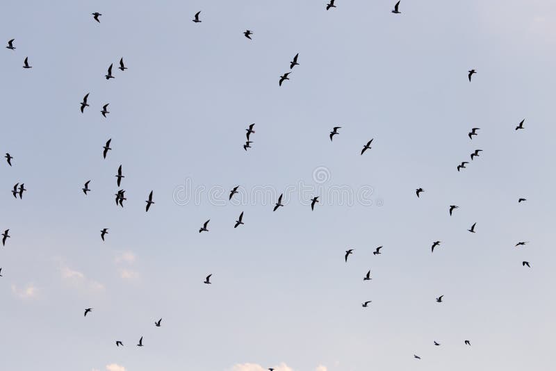 Silhouette of a flock of birds in the blue sky royalty free stock photo