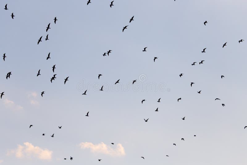 Silhouette of a flock of birds in the blue sky stock images