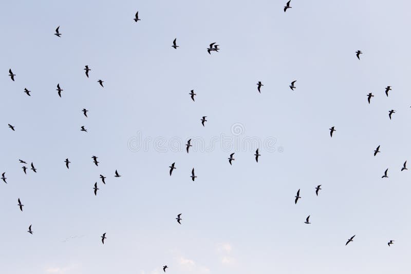 Silhouette of a flock of birds in the blue sky royalty free stock photography