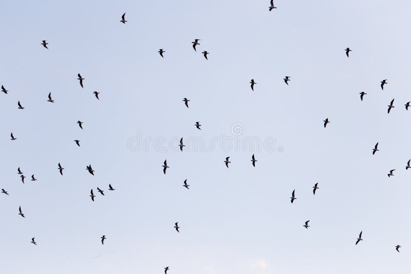 Silhouette of a flock of birds in the blue sky stock photos