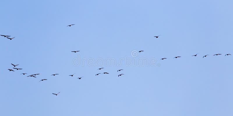 Silhouette of a flock of birds in the blue sky royalty free stock photos