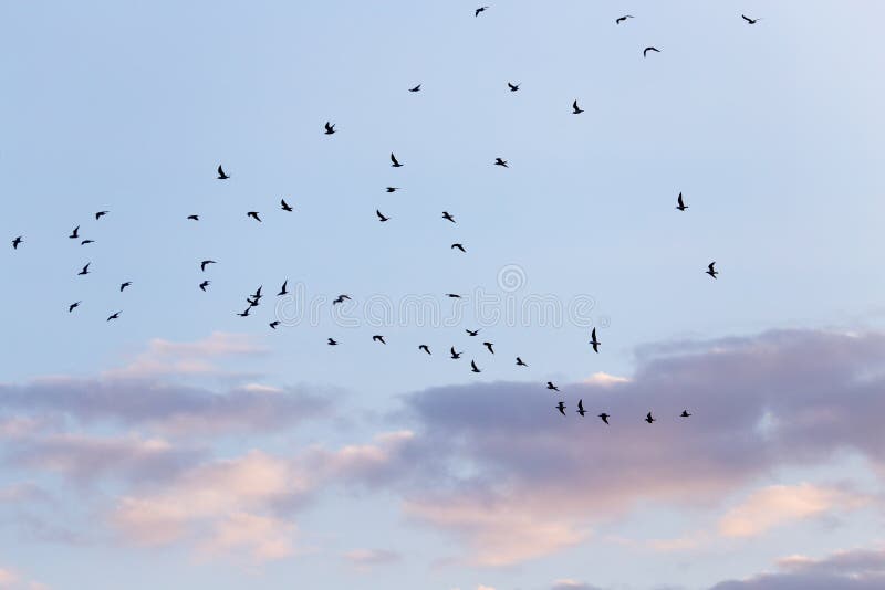 Silhouette of a flock of birds in the blue sky stock image