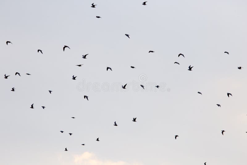 Silhouette of a flock of birds in the blue sky royalty free stock photo