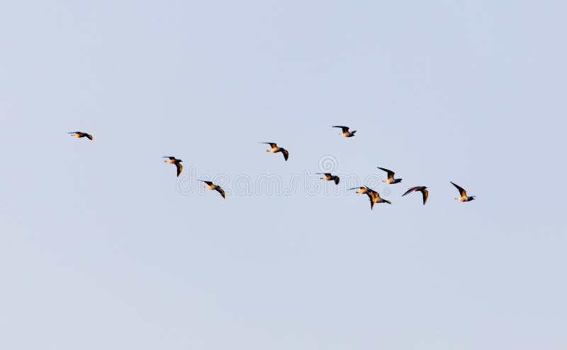 Silhouette of a flock of birds in the blue sky stock images