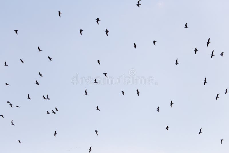 Silhouette of a flock of birds in the blue sky royalty free stock photography