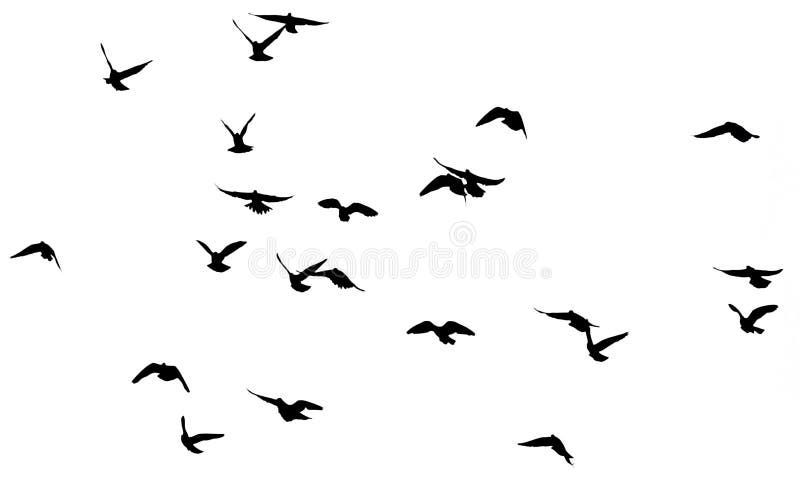 Silhouette of a flock of birds on a white background royalty free stock images