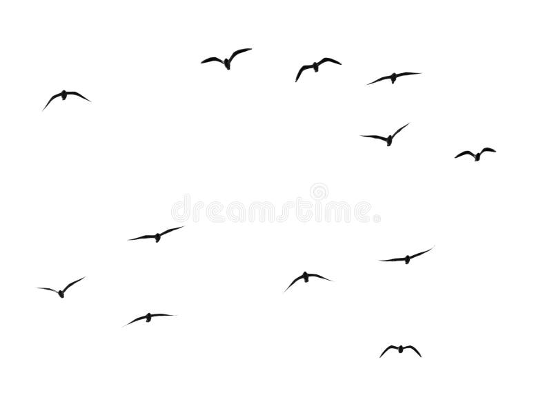 Silhouette of a flock of birds on a white background royalty free stock image