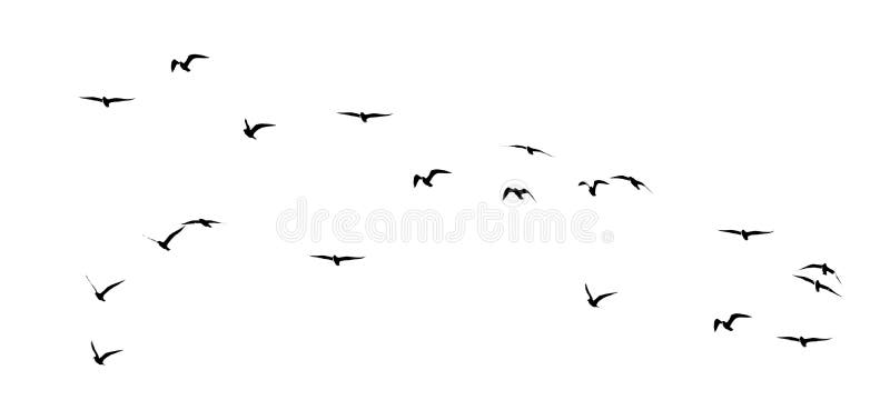 Silhouette of a flock of birds on a white background royalty free stock images