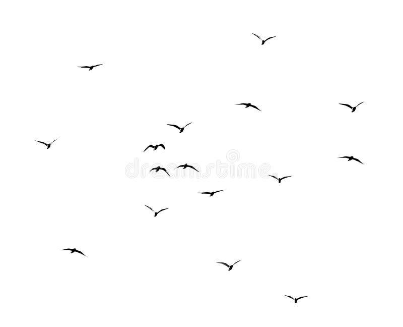 Silhouette of a flock of birds on a white background royalty free stock photo