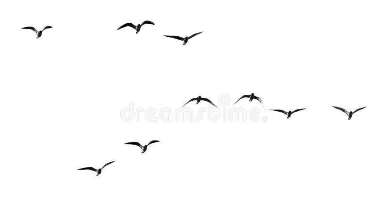 Silhouette of a flock of birds on a white background royalty free stock image