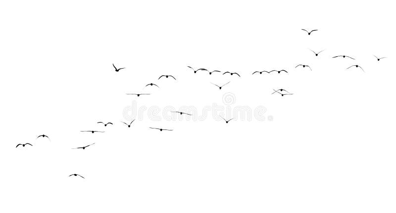 Silhouette of a flock of birds on a white background stock images