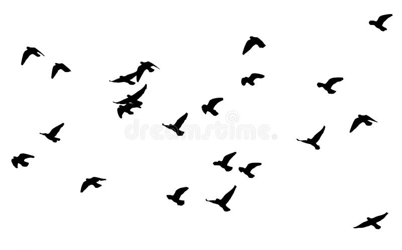 Silhouette of a flock of birds on a white background royalty free stock images