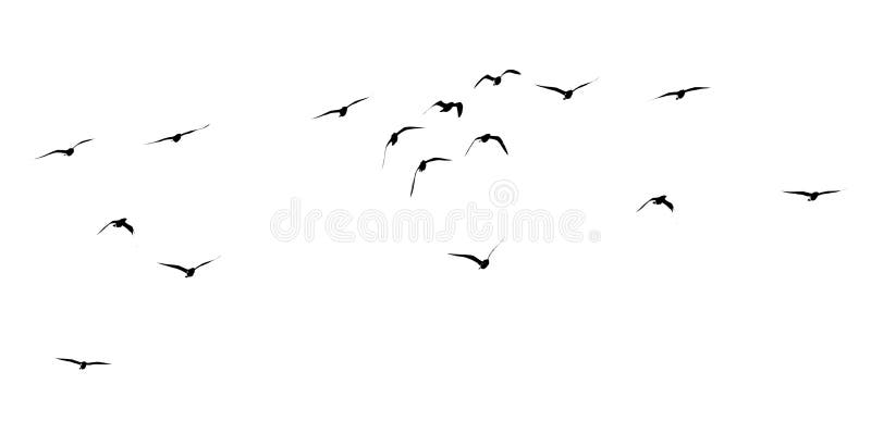 Silhouette of a flock of birds on a white background royalty free stock photography