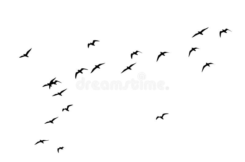 Silhouette of a flock of birds on a white background royalty free stock photos