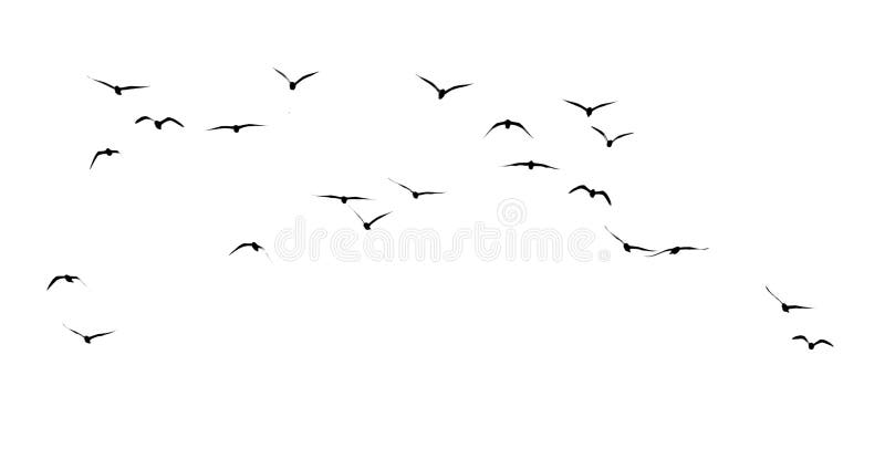 Silhouette of a flock of birds on a white background royalty free stock photos