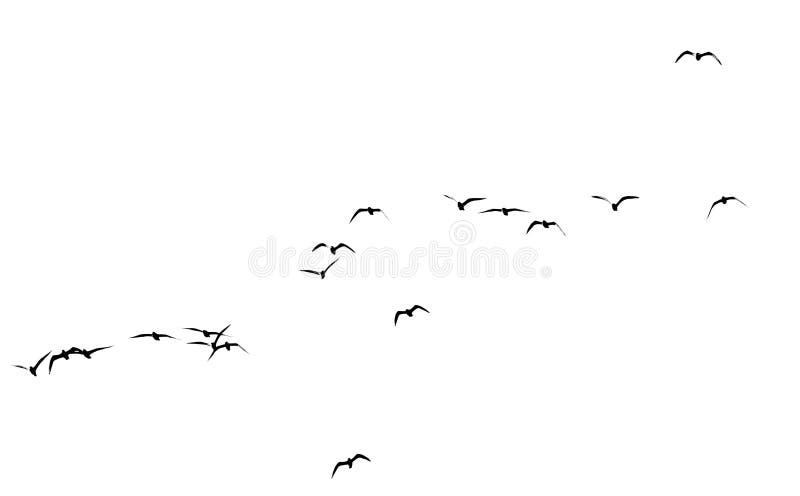 Silhouette of a flock of birds on a white background royalty free stock photography