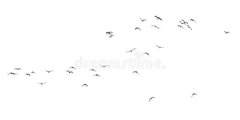 Silhouette of a flock of birds on a white background royalty free stock image
