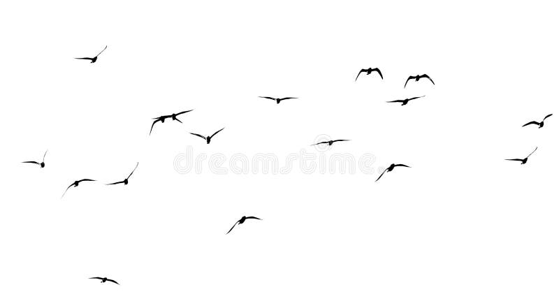 Silhouette of a flock of birds on a white background stock photo