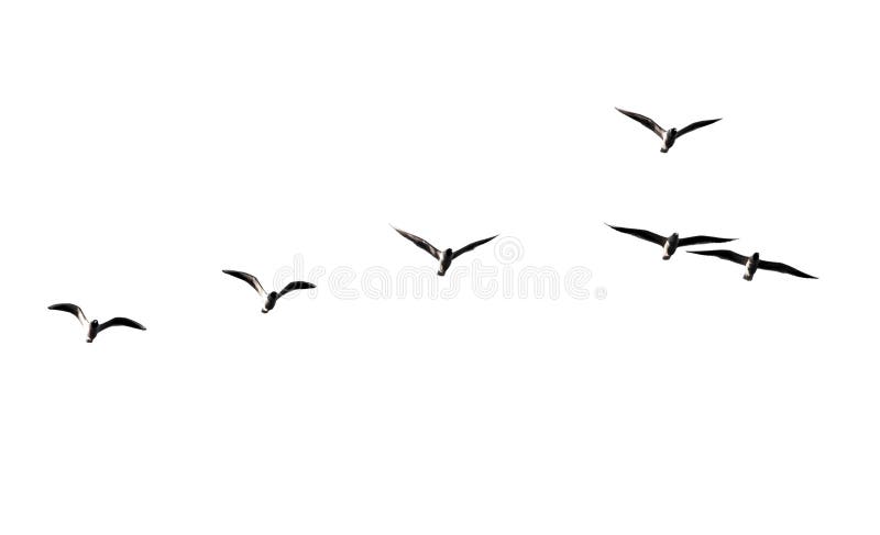 Silhouette of a flock of birds on a white background royalty free stock photos