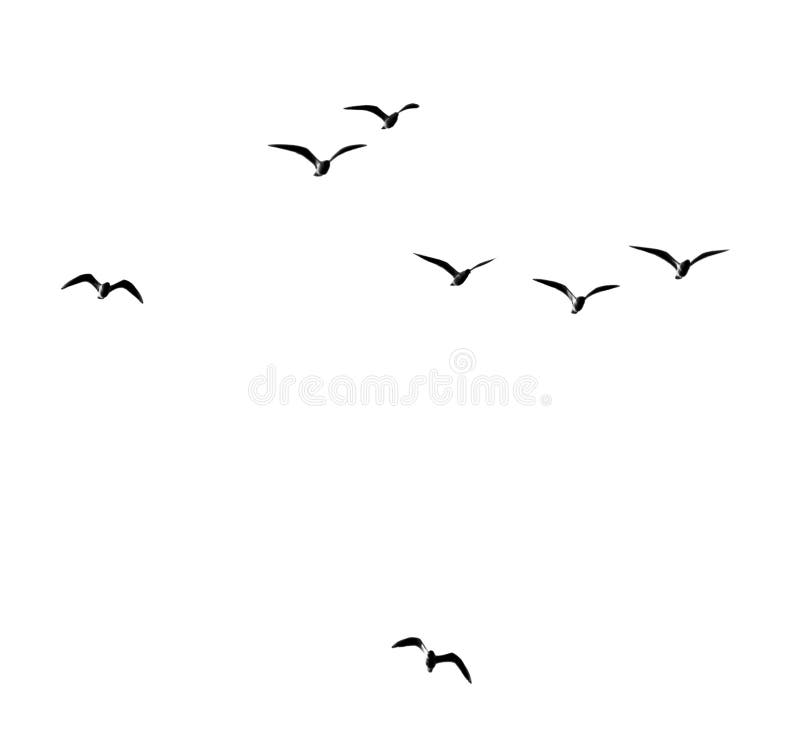 Silhouette of a flock of birds on a white background royalty free stock photos