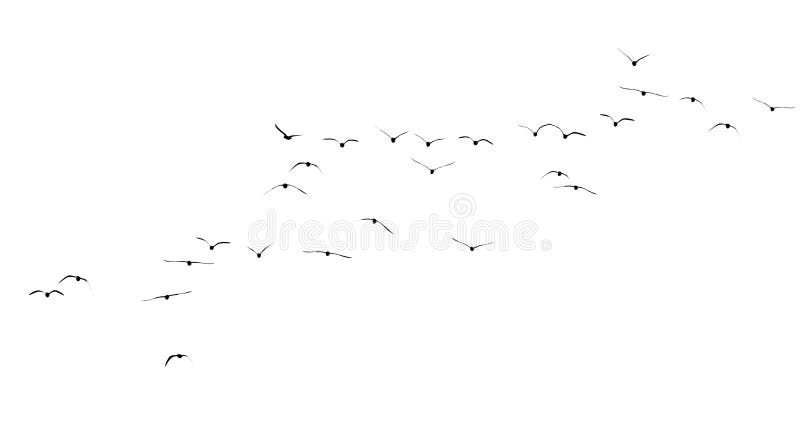 Silhouette of a flock of birds on a white background stock photo