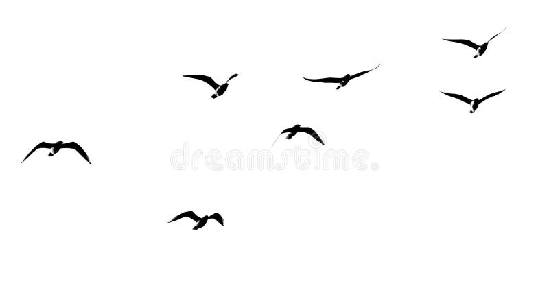 Silhouette of a flock of birds on a white background stock images