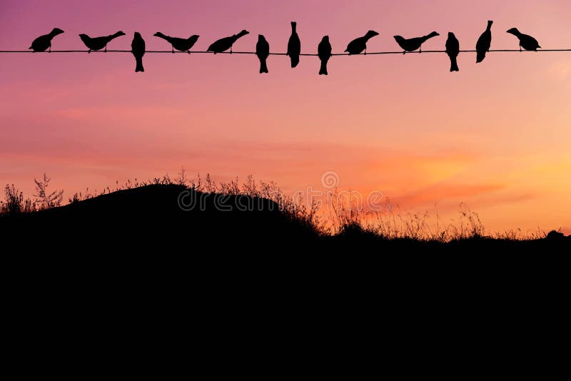 Silhouette flock sparrows perching on power line in sunset stock images Silhouette flock sparrows perching on power line in sunset stock images
