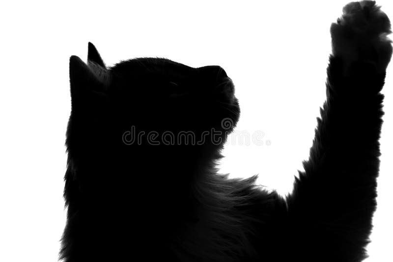 silhouette fluffy cat ask to eat