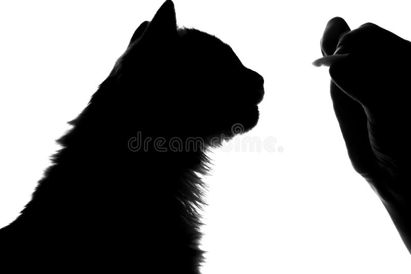 Silhouette of fluffy cat stock image. Image of whiskers - 63056859