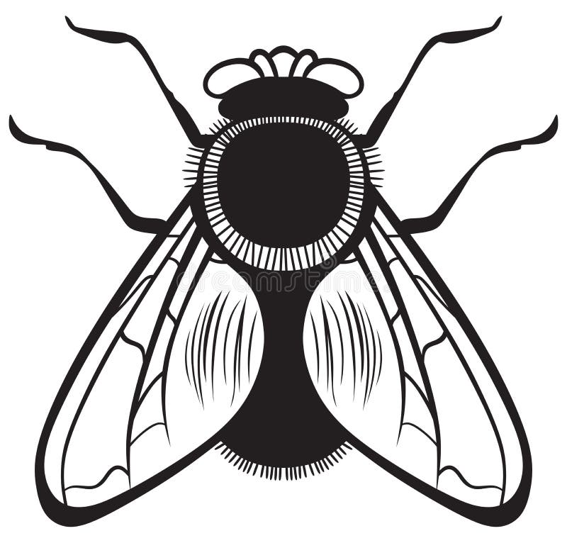 Silhouette fly stock vector Illustration of cutout 