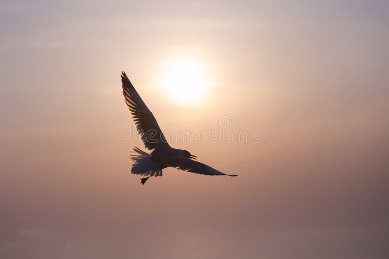The silhouette of a flying seagull