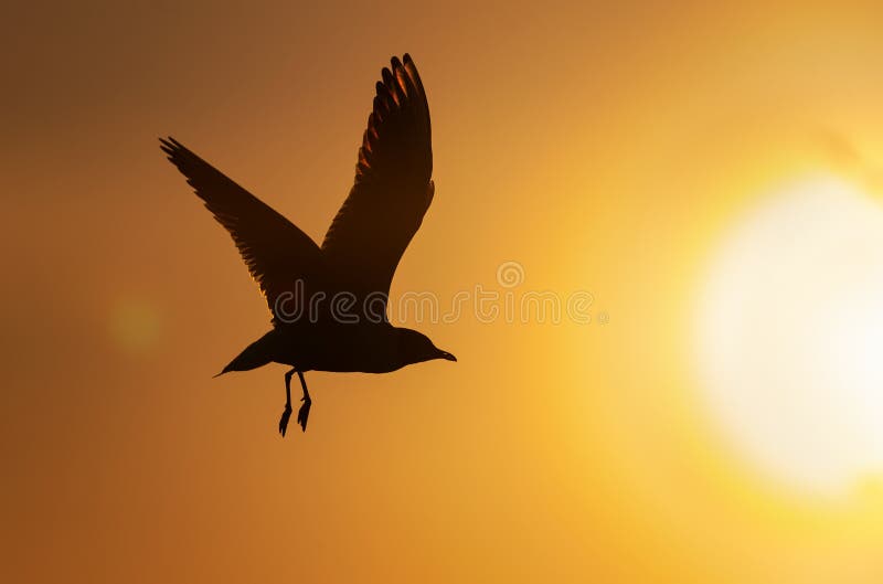 The silhouette of a flying seagull.