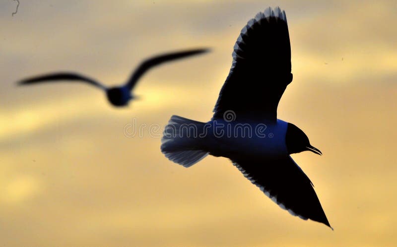 The silhouette of flying seagull stock images