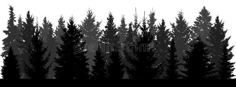 Silhouette of forest fir trees, spruce on white background.