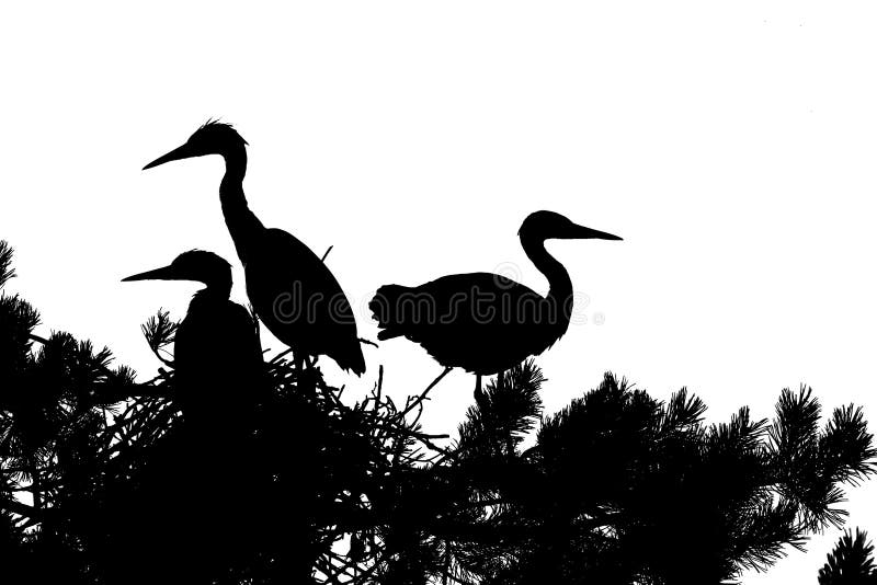 Silhouette of Grey Heron large chicks in the nest