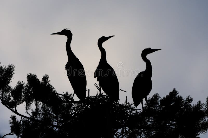 Silhouette of Grey Heron large chicks in the nest