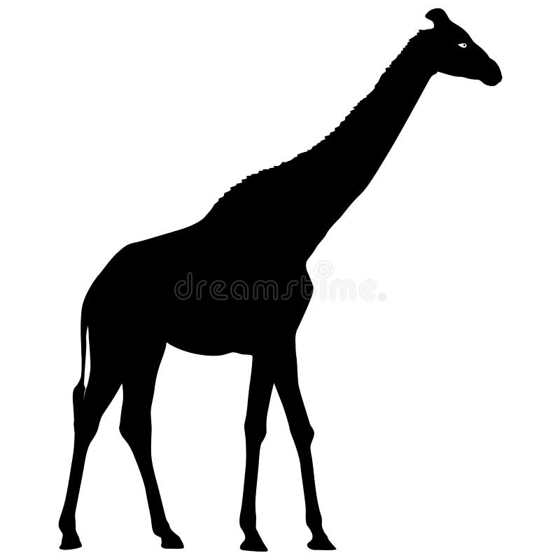 Silhouette high African giraffe on a white background royalty free illustration Silhouette high African giraffe on a white background royalty free illustration