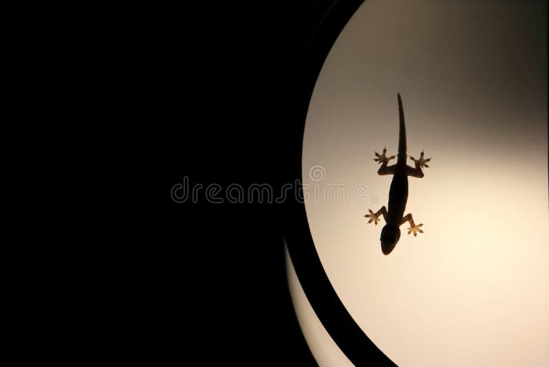 gecko lamp