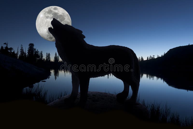 Silueta de quejoso Lobo contra Bosque, todo el tiempo, a luna llena.