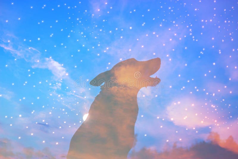 Silhouette of howling wolf royalty free stock images