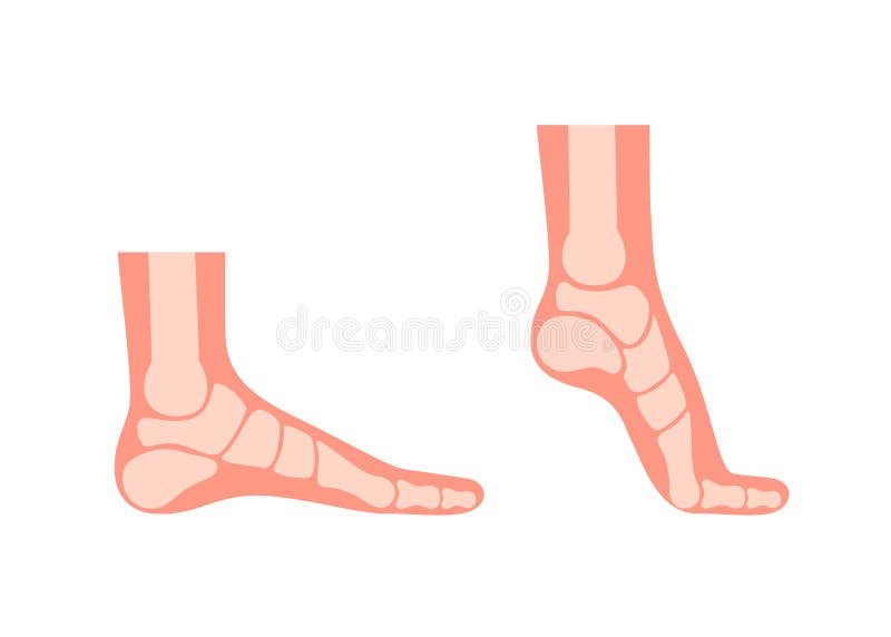 Supination Stock Illustrations – 121 Supination Stock