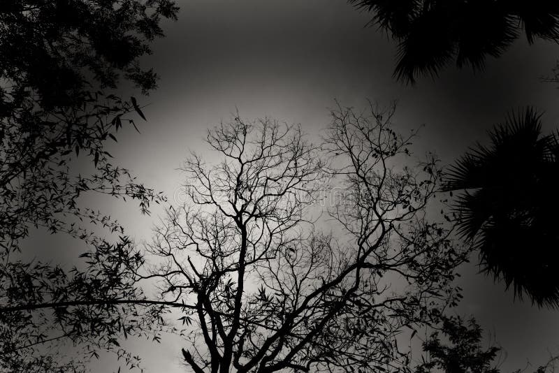 The Silhouette Image of Some Trees in a Black and White Frame Stock