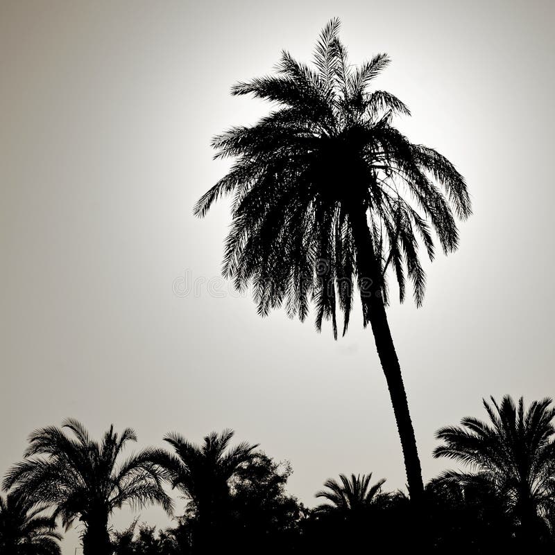 Silhouette of a large palm tree in the back light, photographed on the beach of Aqaba, Jordan.